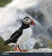 Image result for Fratercula arctica