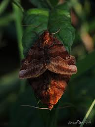 Attēlu rezultāti vaicājumam “Euclidia glyphica”