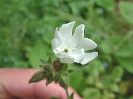 Attēlu rezultāti vaicājumam “Silene latifolia subsp. alba flower”