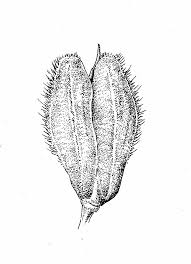 Attēlu rezultāti vaicājumam “Alopecurus aequalis flower”