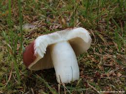 Attēlu rezultāti vaicājumam “Russula vesca”