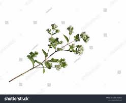 Attēlu rezultāti vaicājumam “Origanum vulgare bud”