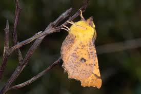 Attēlu rezultāti vaicājumam “Ennomos alniaria”