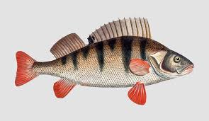 Attēlu rezultāti vaicājumam “Perca fluviatilis”