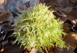 Attēlu rezultāti vaicājumam “Nowellia curvifolia sporophyte”