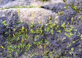 Attēlu rezultāti vaicājumam “Tortula lingulata”