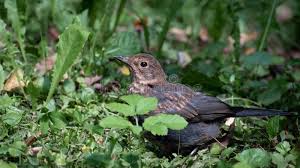Attēlu rezultāti vaicājumam “Turdus pilaris juvenile”