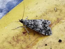 Attēlu rezultāti vaicājumam “Eudonia lacustrata”