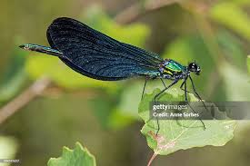 Attēlu rezultāti vaicājumam “Calopteryx virgo”