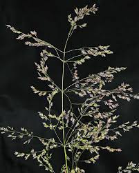 Attēlu rezultāti vaicājumam “Poa palustris leaf”