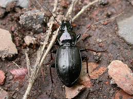 Attēlu rezultāti vaicājumam “Pterostichus oblongopunctatus”