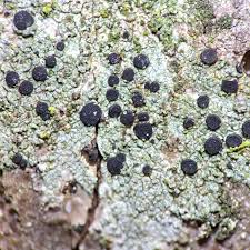 Attēlu rezultāti vaicājumam “Calicium adspersum”