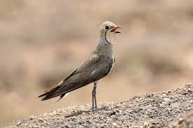 Image result for Glareola maldivarum