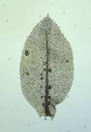 Attēlu rezultāti vaicājumam “Mnium stellare”