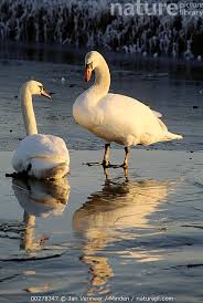 Attēlu rezultāti vaicājumam “Cygnus olor”