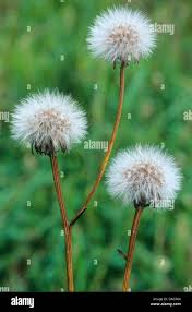 Attēlu rezultāti vaicājumam “Leontodon autumnalis  flower”