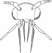Attēlu rezultāti vaicājumam “Scardia boletella pupa”