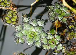 Attēlu rezultāti vaicājumam “Trapaceae”