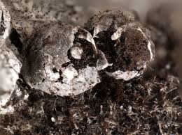 Attēlu rezultāti vaicājumam “Diderma spumarioides”