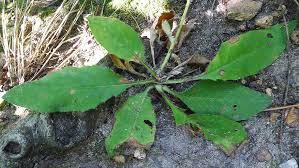 Attēlu rezultāti vaicājumam “Hieracium vulgatum”