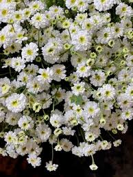 Image result for Tanacetum parthenium 'Tetraweiss'