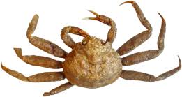 Image result for Chionoecetes opilio