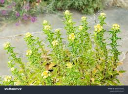 Image result for Helichrysum foetidum