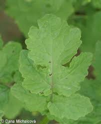 Attēlu rezultāti vaicājumam “Sinapis alba leaf”