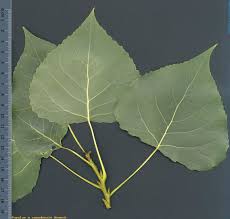 Attēlu rezultāti vaicājumam “Populus x canadensis”