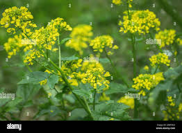 Attēlu rezultāti vaicājumam “Sinapis alba flower”