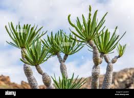 Attēlu rezultāti vaicājumam “Inula salicina leaf”