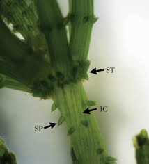 Attēlu rezultāti vaicājumam “Chara intermedia”