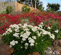 Attēlu rezultāti vaicājumam “Achillea salicifolia”