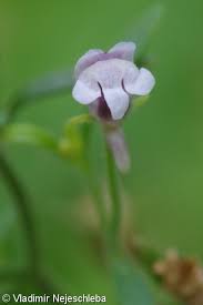Attēlu rezultāti vaicājumam “Microrrhinum minus leaf”