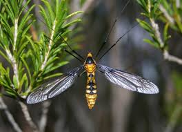 Attēlu rezultāti vaicājumam “Tipulidae”