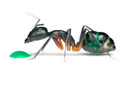 Attēlu rezultāti vaicājumam “Fissidens arnoldii macro”