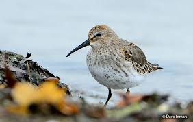 Attēlu rezultāti vaicājumam “Calidris alpina adult”
