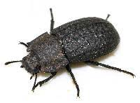 Attēlu rezultāti vaicājumam “Opatrum sabulosum”