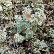 Attēlu rezultāti vaicājumam “Cladonia parasitica”