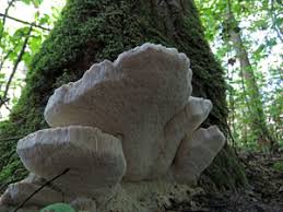 Attēlu rezultāti vaicājumam “Aurantiporus fissilis”