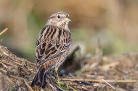 Image result for Emberiza leucocephalos