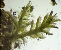 Attēlu rezultāti vaicājumam “Anastrophyllum minutum”