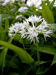 Attēlu rezultāti vaicājumam “Allium ursinum”