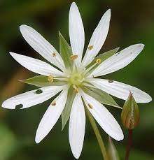 Attēlu rezultāti vaicājumam “Stellaria palustris flower”