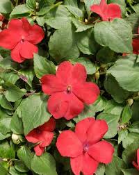 Image result for Impatiens walleriana