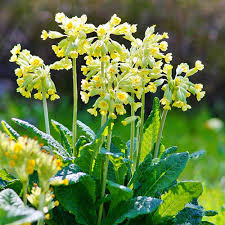 Attēlu rezultāti vaicājumam “Primula veris fruit”