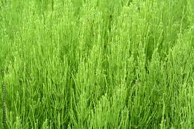 Attēlu rezultāti vaicājumam “Equisetum palustre”