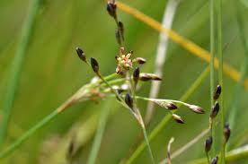 Attēlu rezultāti vaicājumam “Juncus gerardii bud”