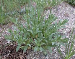 Attēlu rezultāti vaicājumam “Berteroa incana fruit”