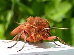 Attēlu rezultāti vaicājumam “Phragmatobia fuliginosa imago”